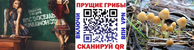 Псилоцибиновые грибы ЛСД  даркнет сайт  Коммунар 